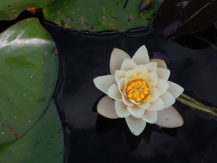 lotus deuil mort