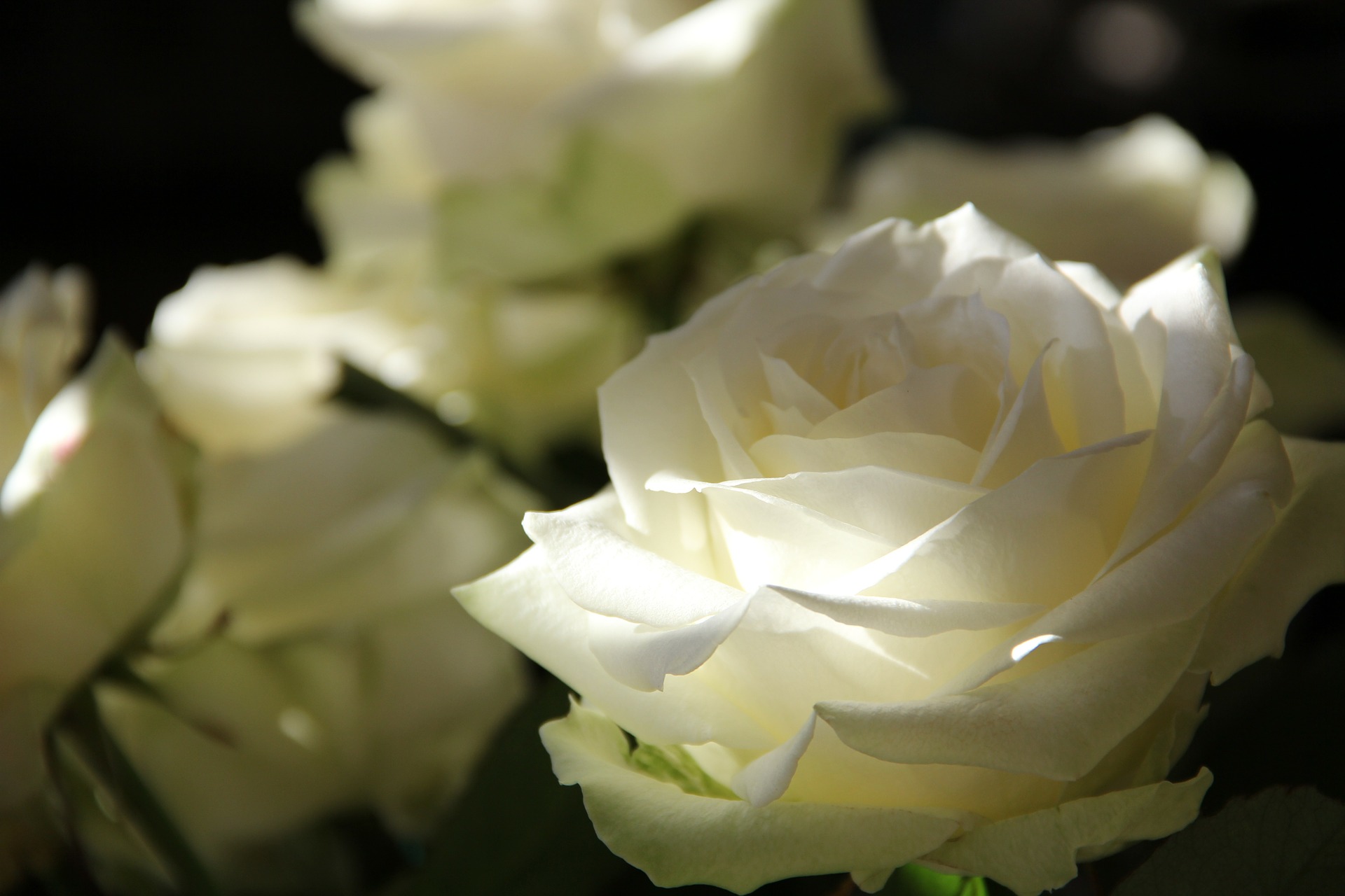 La rose du deuil. Un outil pour accompagner le deuil